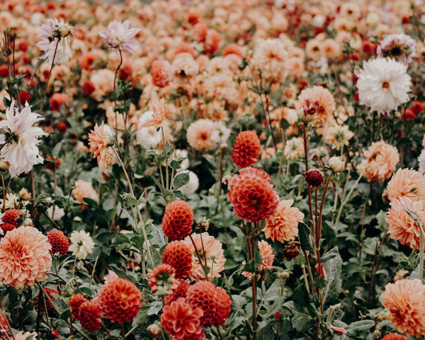 field of orange dahlias