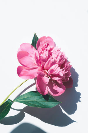 Why Is Everyone So Obsessed With Peonies? (Asking for a Friend)