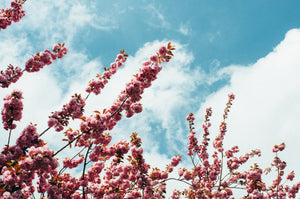 cherry blossom tree and blue sky