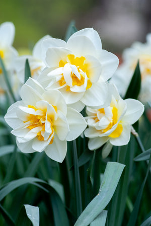 The Best Flowers to Brighten Your Spring Celebrations