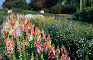 OLFCO x Schoolhouse Farms : Farm to Table bunch