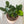 Zz Plant