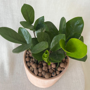 Zz Plant