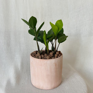Zz Plant
