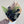 Black rose Dozen by Vancouver Florist