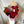 Red Roses