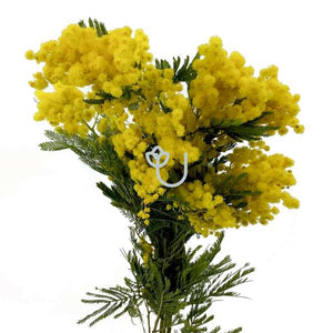 Mimosa Bunch Pre-Order