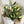 Closed bloom white lily bouquet for delivery