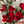 Red Roses