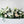 Classic casket spray with white roses and white lilies and greenery