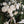 bridal bouquet wedding flowers vancouver olfco our little flower company